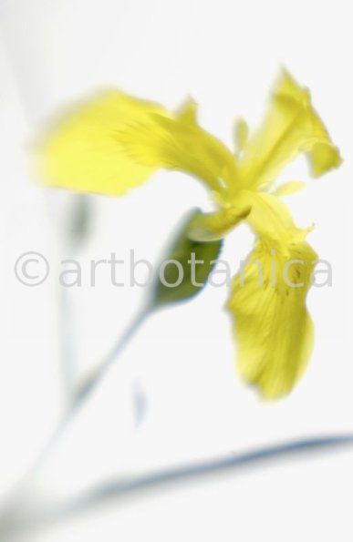 Iris-gelb--B---Iris-versicolor--2