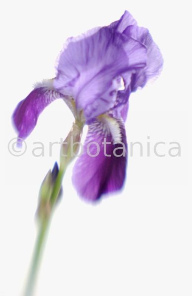 Iris-Iris versicolor-44