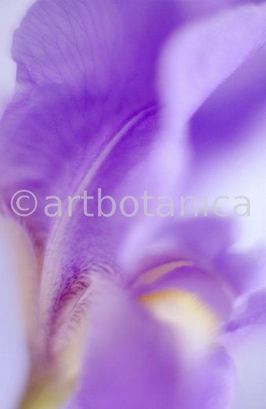Iris-Iris versicolor-38