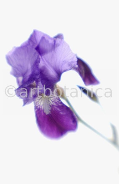 Iris-Iris versicolor-43