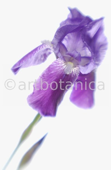 Iris-Iris versicolor-46