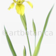 Iris-gelb--B---Iris-versicolor--7