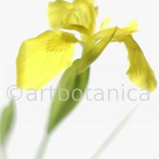 Iris-gelb--B---Iris-versicolor--3