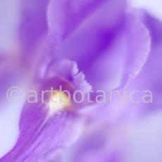 Iris-Iris versicolor-37