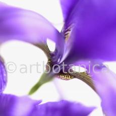 Iris-Iris versicolor-7