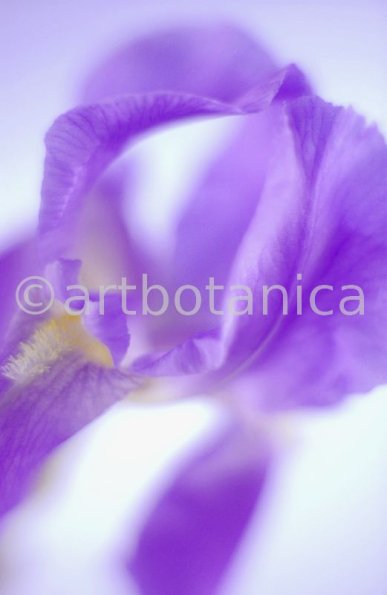 Iris-Iris versicolor-33