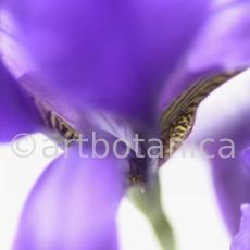 Iris-Iris versicolor-6