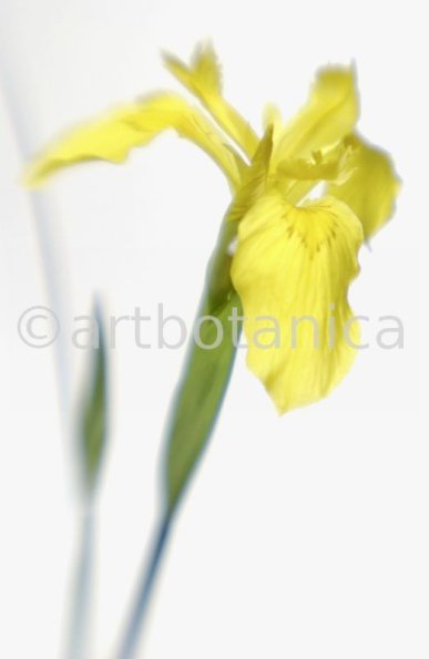 Iris-gelb--B---Iris-versicolor--1