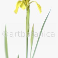 Iris-gelb--B---Iris-versicolor--9