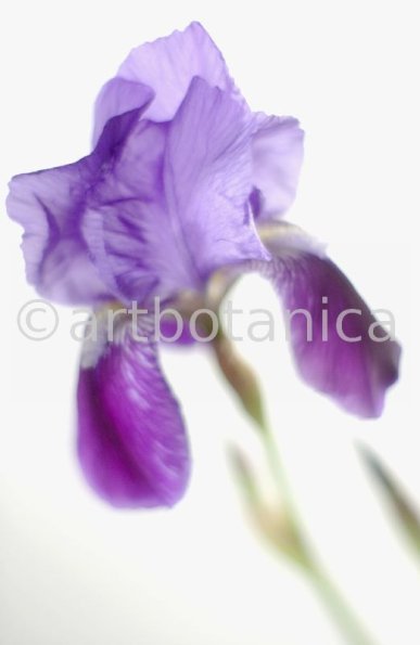 Iris-Iris versicolor-54