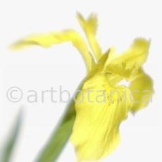 Iris-gelb--B---Iris-versicolor--17