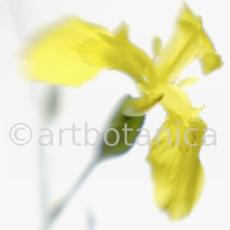 Iris-gelb--B---Iris-versicolor--2