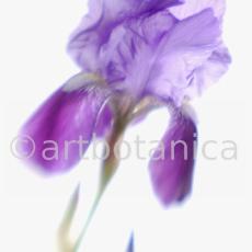 Iris-Iris versicolor-56