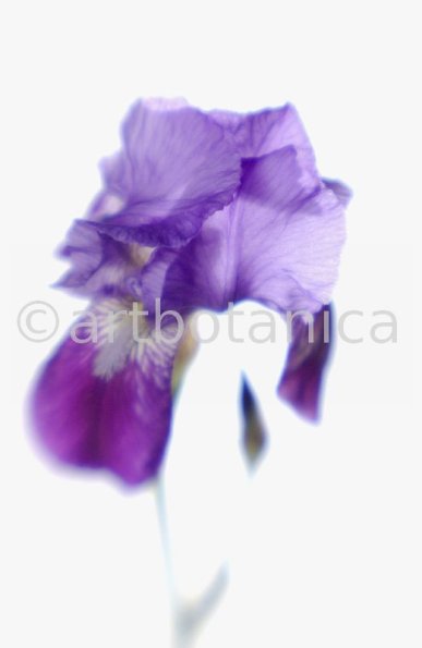 Iris-Iris versicolor-42