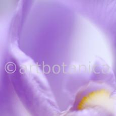 Iris-Iris versicolor-35