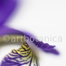 Iris-Iris versicolor-4