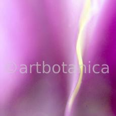 Iris-lila---Iris-reticulata-13
