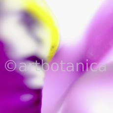 Iris-lila---Iris-reticulata-8