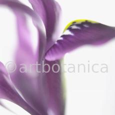 Iris-lila---Iris-reticulata-3