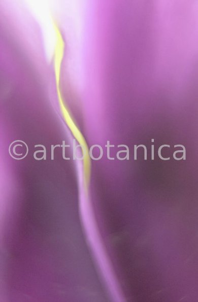 Iris-lila---Iris-reticulata-15