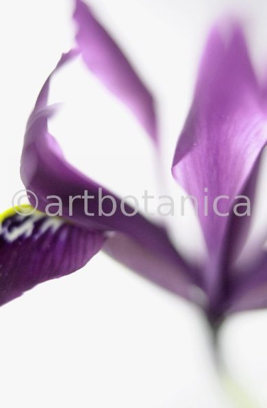 Iris-lila---Iris-reticulata-2