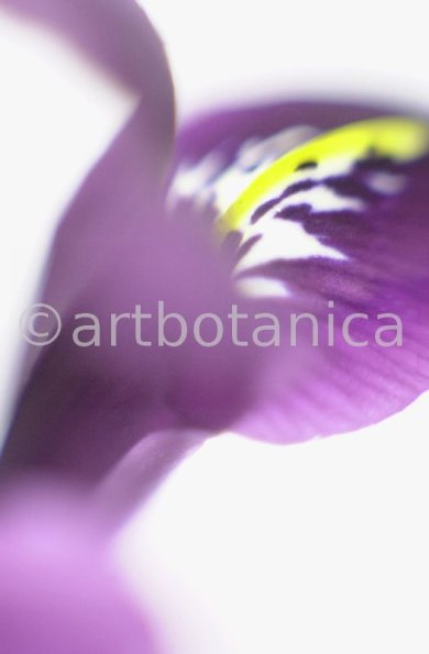 Iris-lila---Iris-reticulata-10