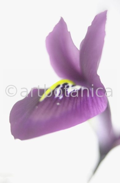 Iris-lila---Iris-reticulata-6