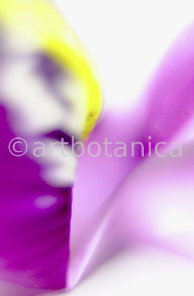 Iris-lila---Iris-reticulata-8