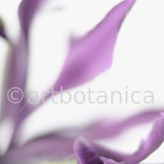 Iris-lila---Iris-reticulata-5