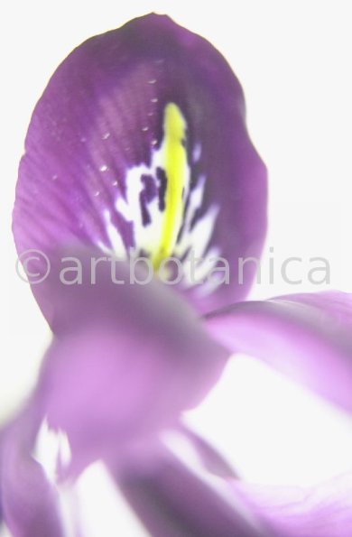 Iris-lila---Iris-reticulata-7