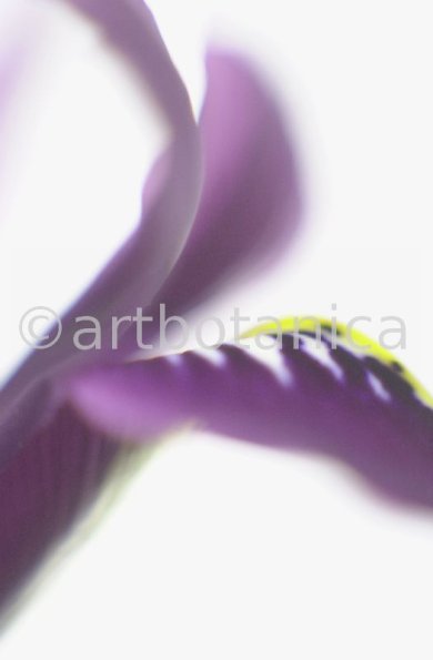 Iris-lila---Iris-reticulata-11