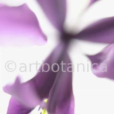 Iris-lila---Iris-reticulata-1