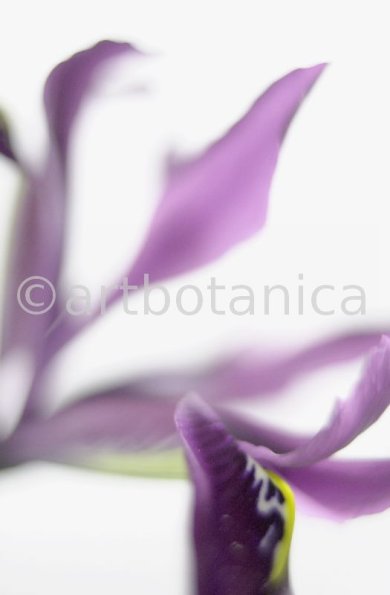 Iris-lila---Iris-reticulata-5