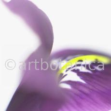 Iris-lila---Iris-reticulata-12
