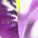 Iris lila-Iris reticulata