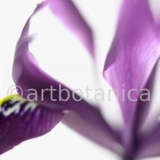 Iris-lila---Iris-reticulata-2