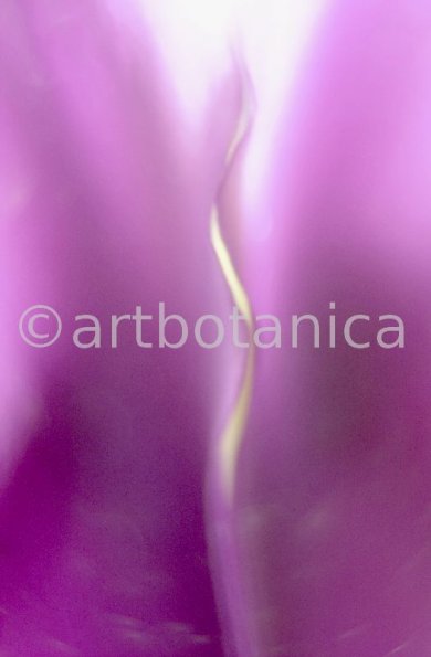 Iris-lila---Iris-reticulata-14