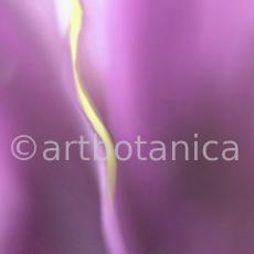 Iris-lila---Iris-reticulata-15