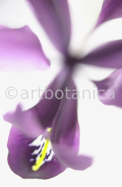 Iris-lila---Iris-reticulata-1