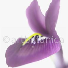 Iris-lila---Iris-reticulata-6