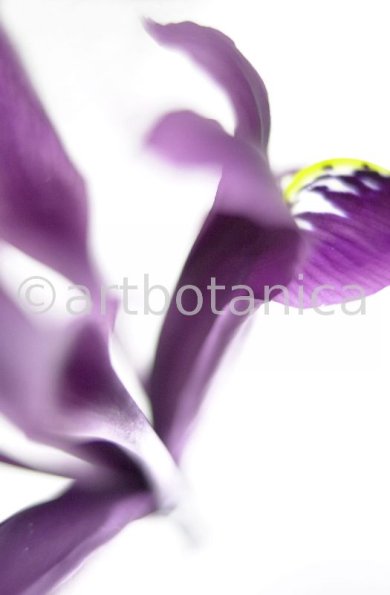 Iris-lila---Iris-reticulata-4