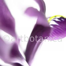 Iris-lila---Iris-reticulata-4