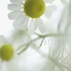 Kamille--Matricaria-chamomilla-40