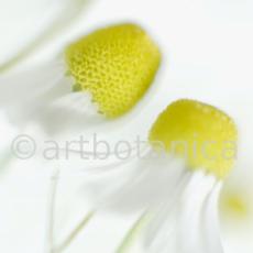 Kamille--Matricaria-chamomilla-26