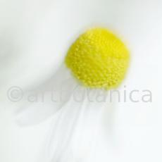 Kamille--Matricaria-chamomilla-25