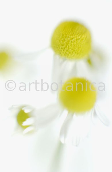 Kamille--Matricaria-chamomilla-24