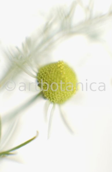 Kamille--Matricaria-chamomilla-8
