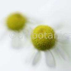 Kamille--Matricaria-chamomilla-33