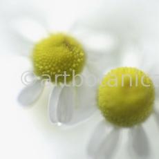 Kamille--Matricaria-chamomilla-32