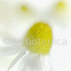 Kamille--Matricaria-chamomilla-29